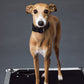 GASU Variété / [Black] Seamless Skin-friendly Adjustable Collar
