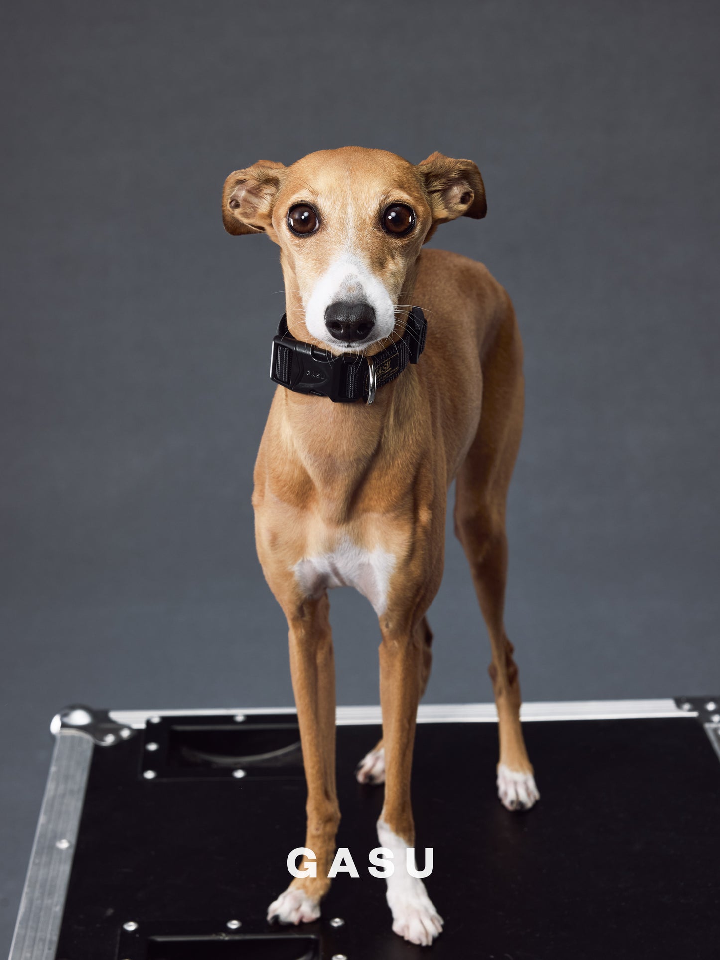 GASU Variété / [Black] Seamless Skin-friendly Adjustable Collar