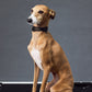 GASU Variété / [Black] Seamless Skin-friendly Adjustable Collar