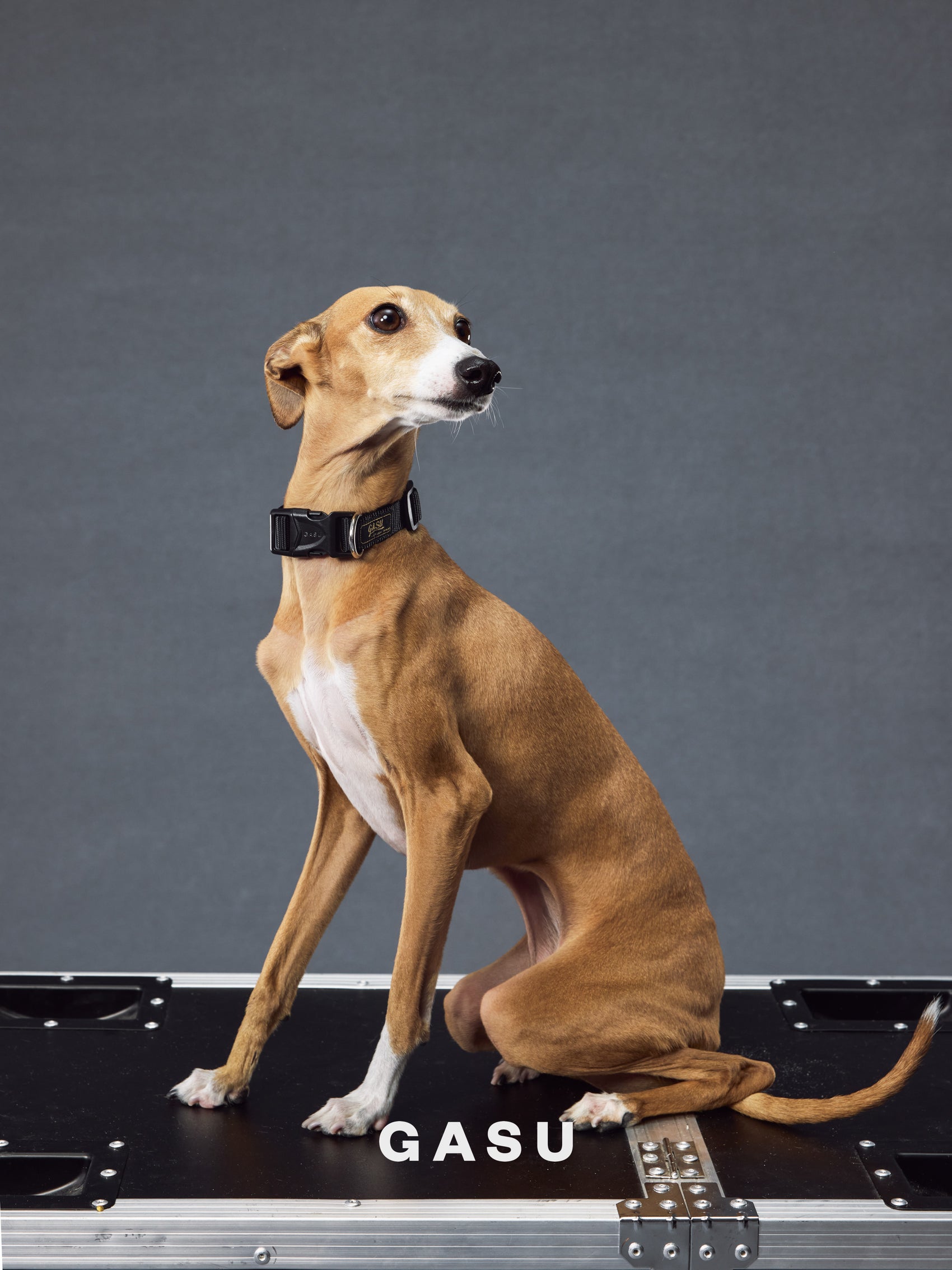 GASU Variété / [Black] Seamless Skin-friendly Adjustable Collar