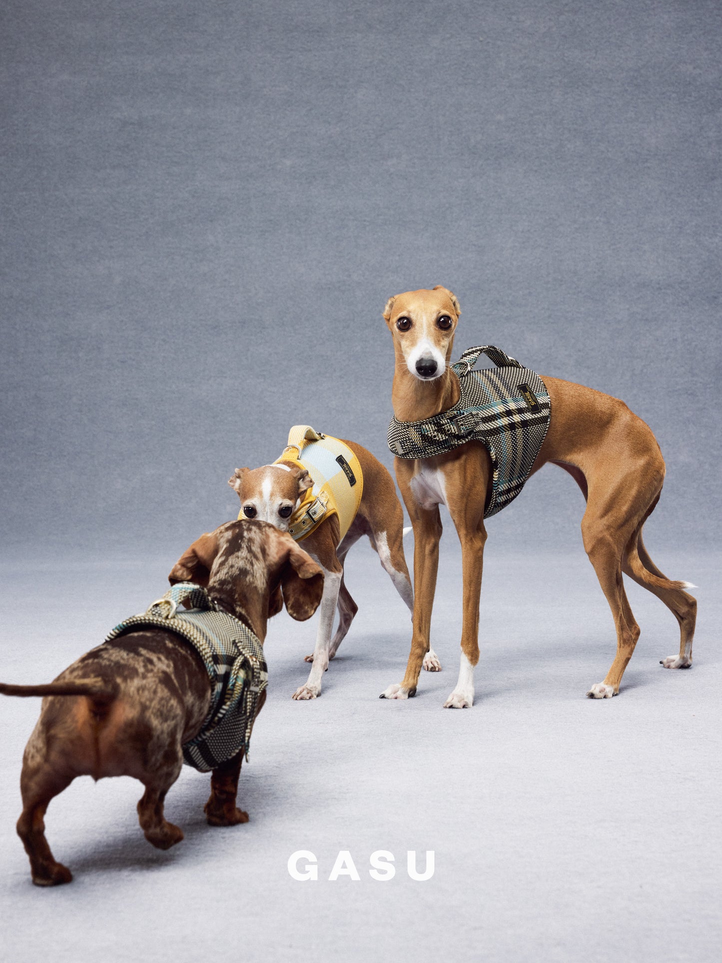 GASU Variété / [Stone Blue] Structured Skin-friendly Breathable Adjustable Harness