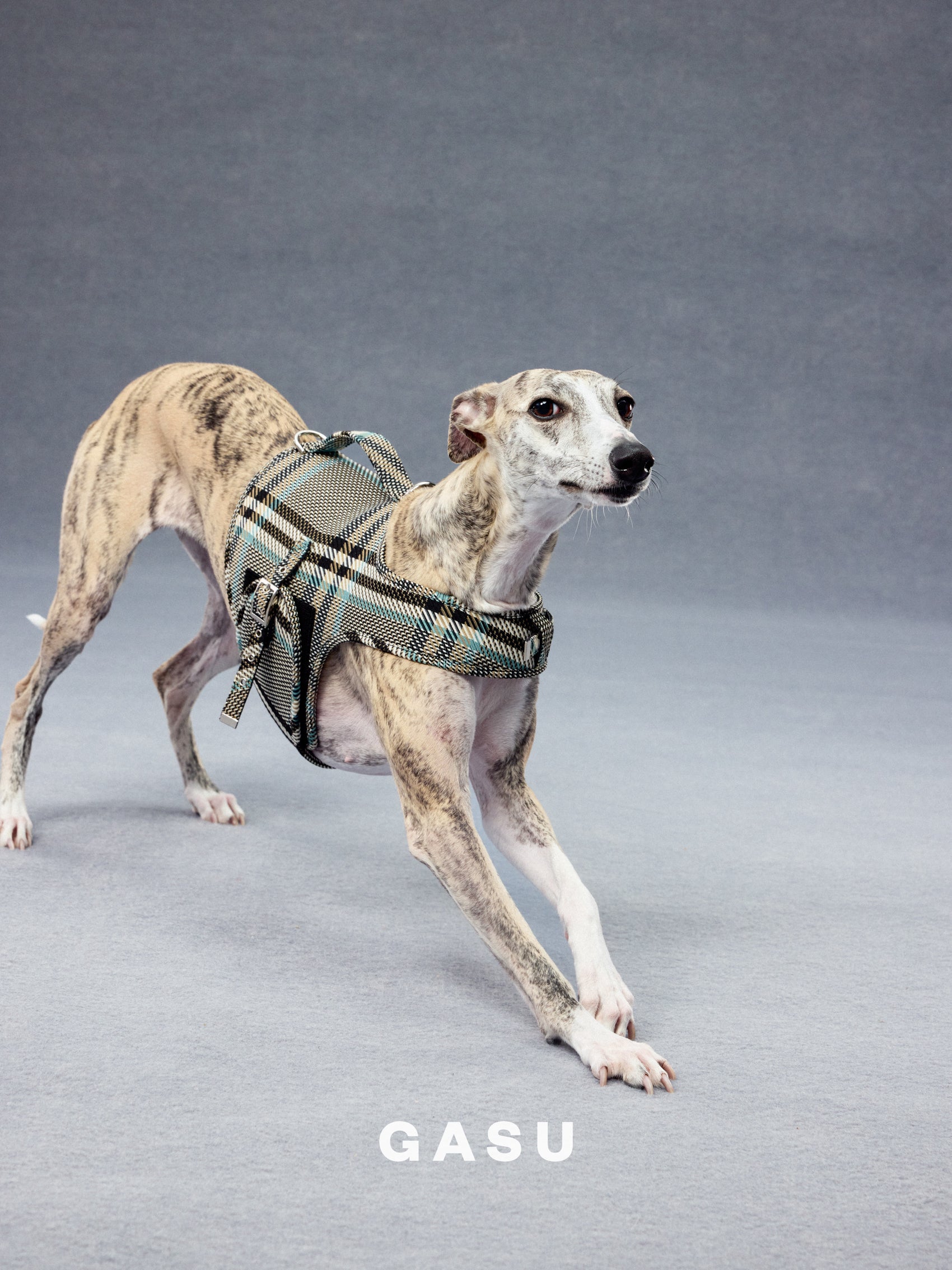 GASU Variété / [Stone Blue] Structured Skin-friendly Breathable Adjustable Harness