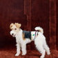 GASU Entourer / [2 colors] Anti-Static Soft Knit Fleece Belly-wrap