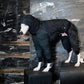 GASU Assembler / [Emerald Obsidian] 3M Thinsulate™ Antistatic Thermal Quilted 4-leg Jumpsuit