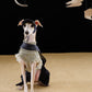 GASU Moi /  [Navy Demin] Pets & Human Vintage Demin Baseball Cap