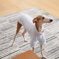 GASU Moi / [4 Colors] Super Comfortable Yarn-dyed T-shirt