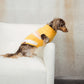 GASU Roseau / [Bud] Fine&Warm Alpaca Knit Vest