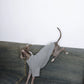 GASU Moi / [4 Colors] Super Comfortable Yarn-dyed T-shirt