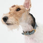 GASU Palette / [1.9cm Collar] Leather Dog Collar