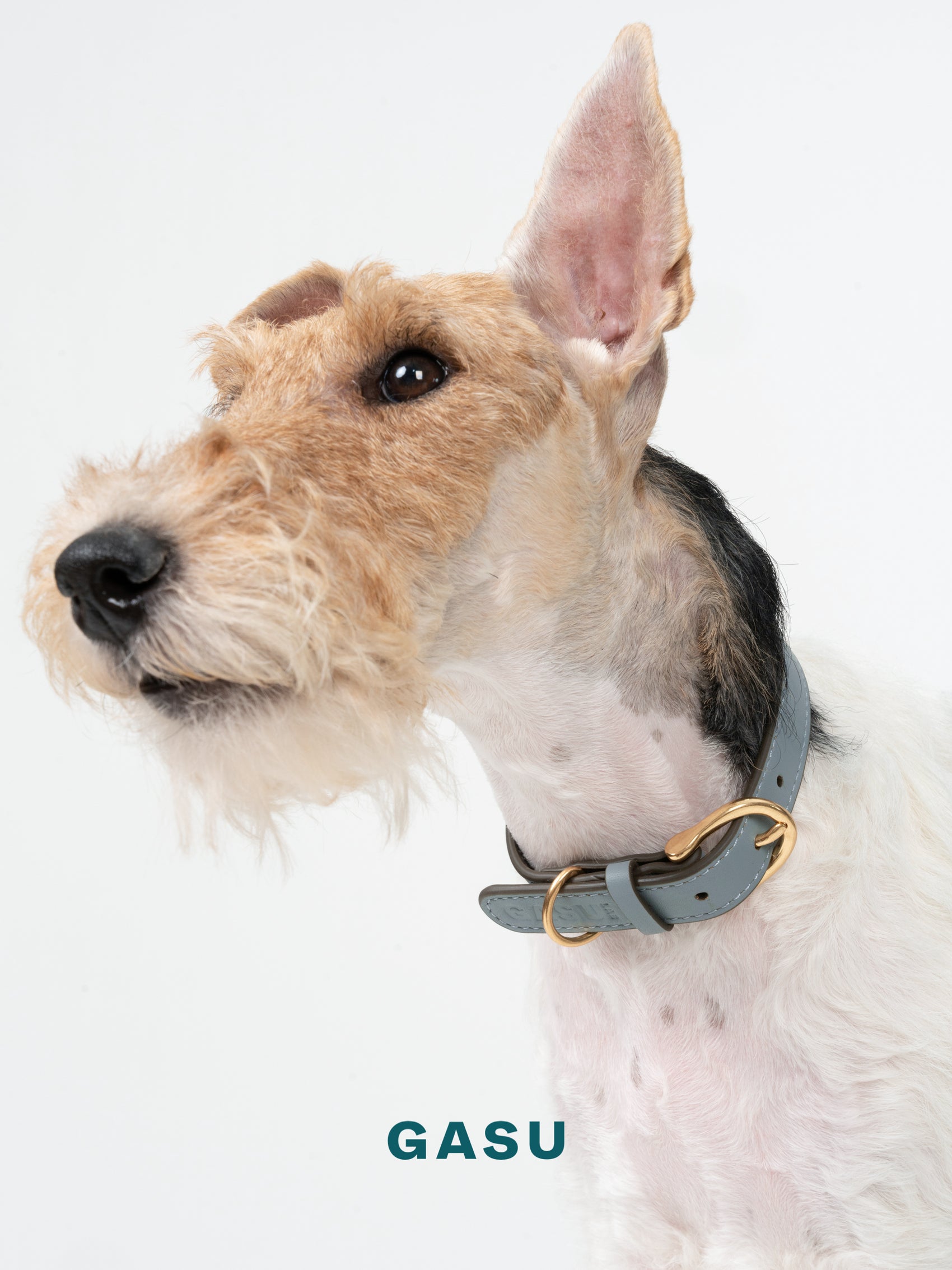 GASU Palette / [1.9cm Collar] Leather Dog Collar
