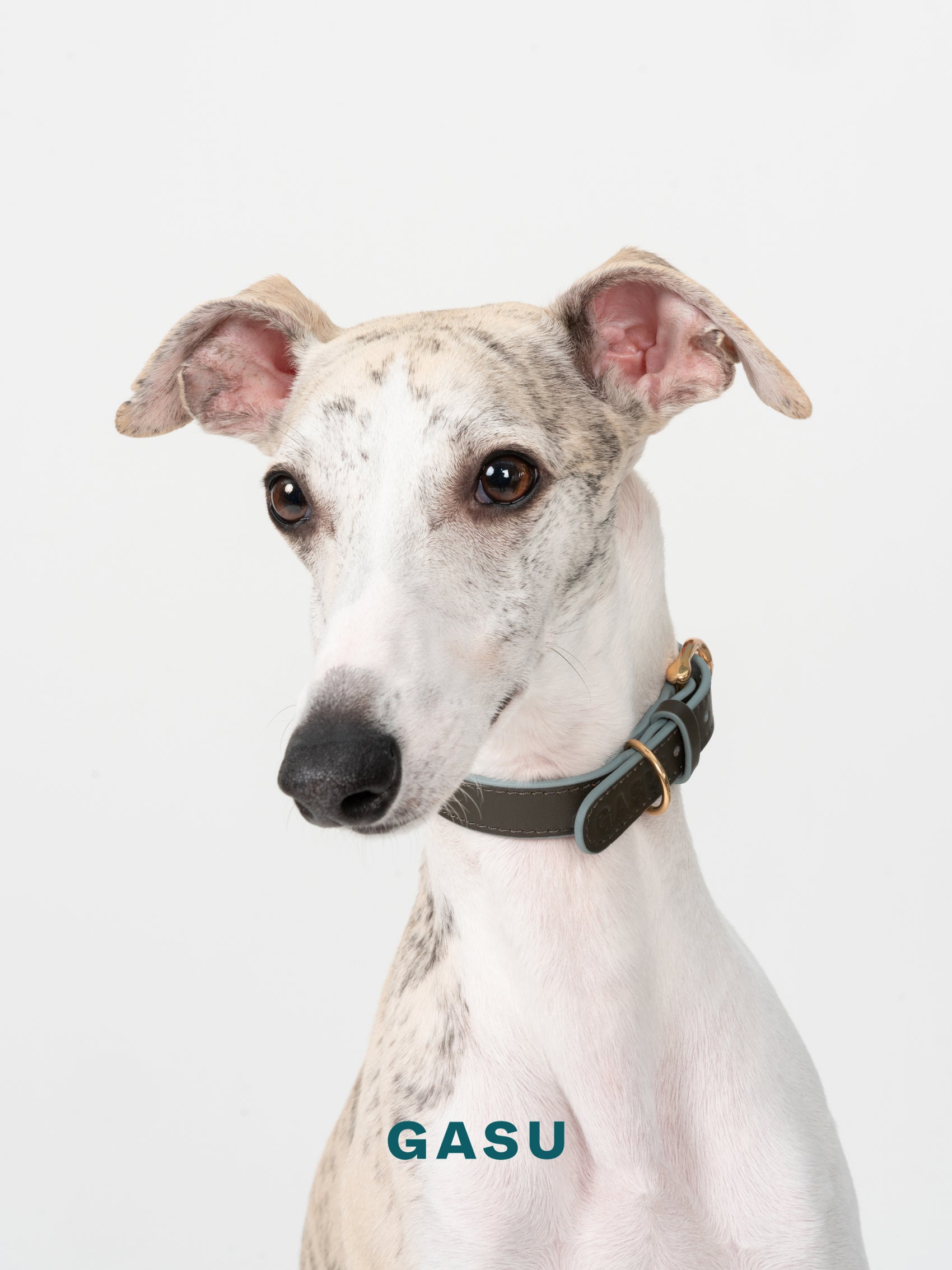 GASU Palette / [1.9cm Collar] Leather Dog Collar