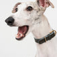 GASU Palette / [1.9cm Collar] Leather Dog Collar