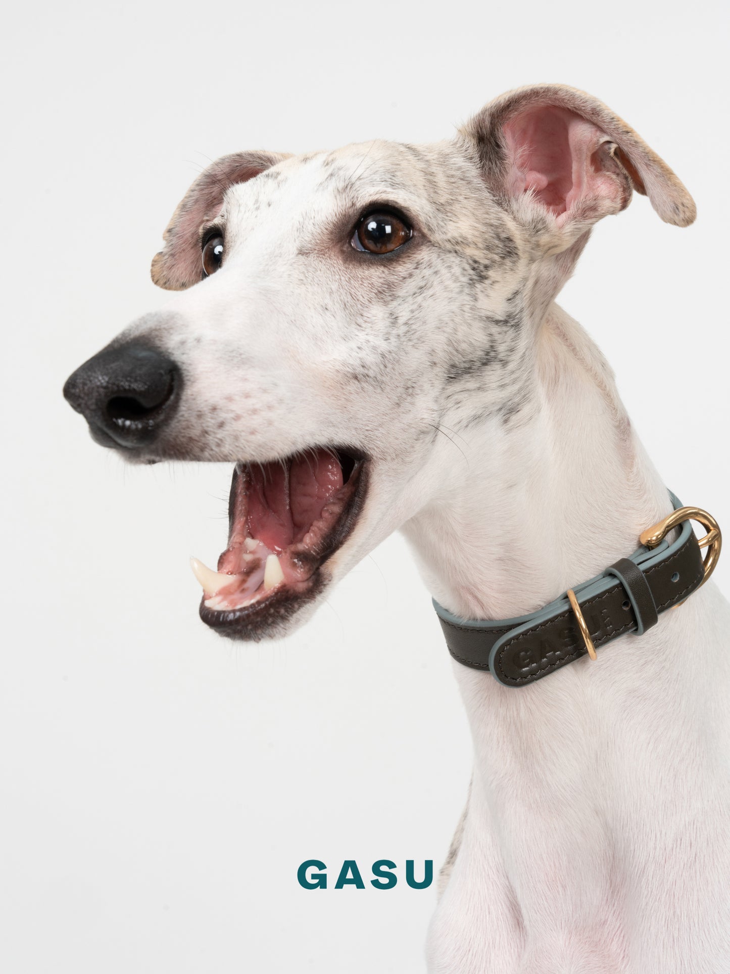 GASU Palette / [1.9cm Collar] Leather Dog Collar