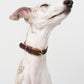 GASU Palette / [1.9cm Collar] Leather Dog Collar