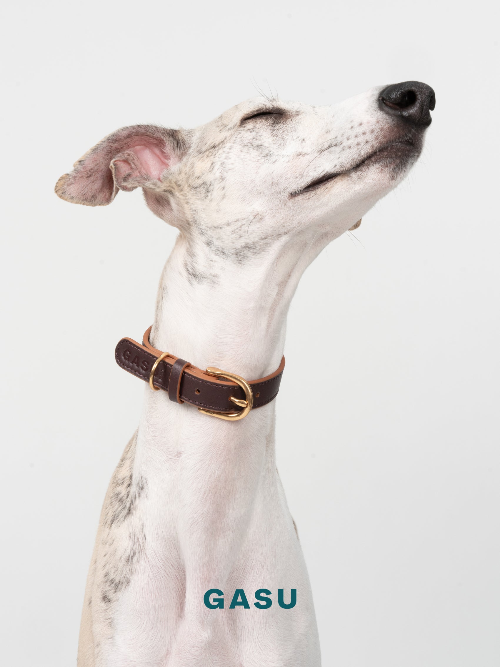 GASU Palette / [1.9cm Collar] Leather Dog Collar