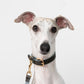 GASU Palette / [1.9cm Collar] Leather Dog Collar