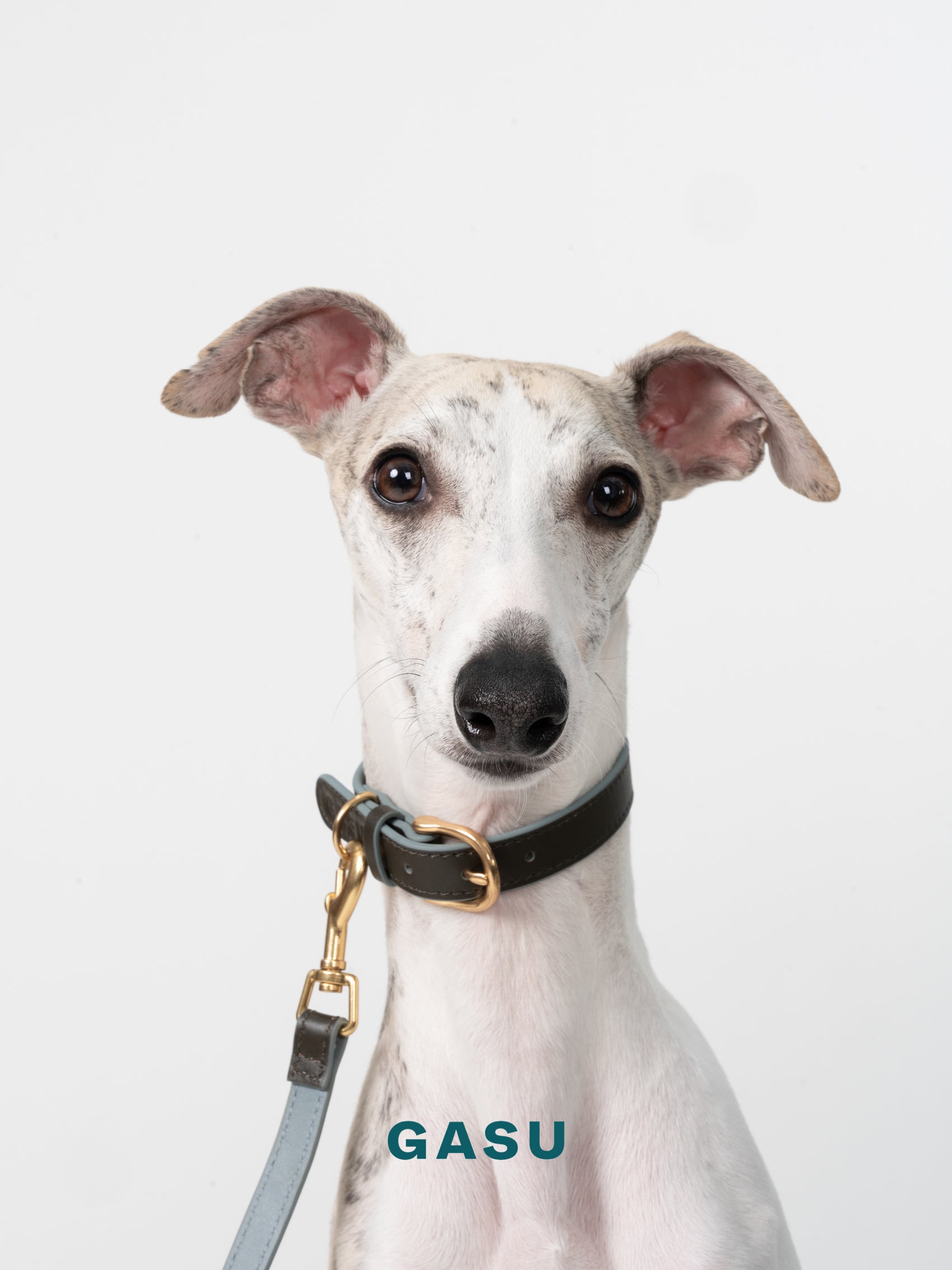 GASU Palette / [1.9cm Collar] Leather Dog Collar