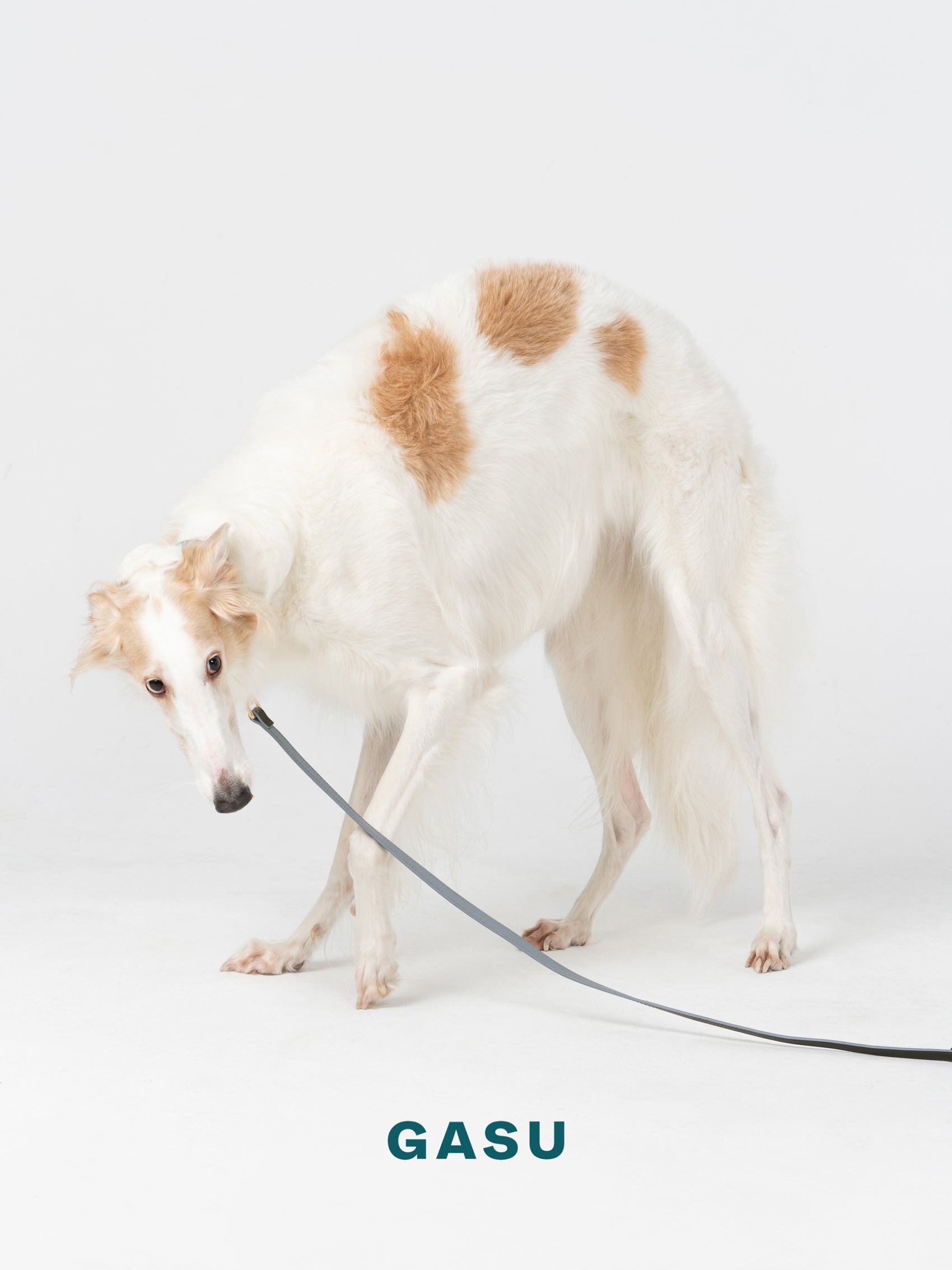 GASU Palette / [Leash] Leather Dog Leash