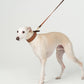 GASU Palette / [3.8cm Collar] Leather Dog Collar