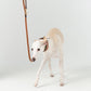 GASU Palette / [1.9cm Collar] Leather Dog Collar