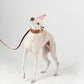 GASU Palette / [3.8cm Collar] Leather Dog Collar