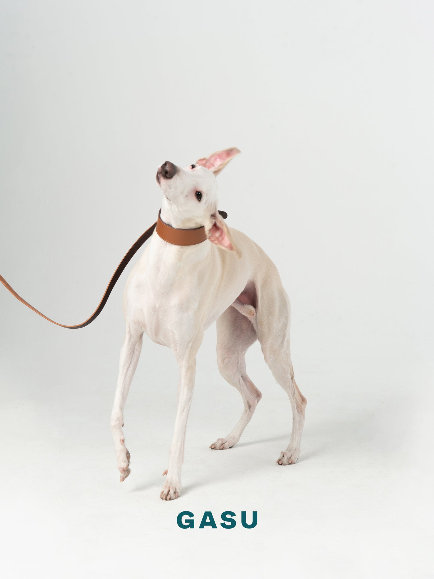 GASU Palette / [3.8cm Collar] Leather Dog Collar