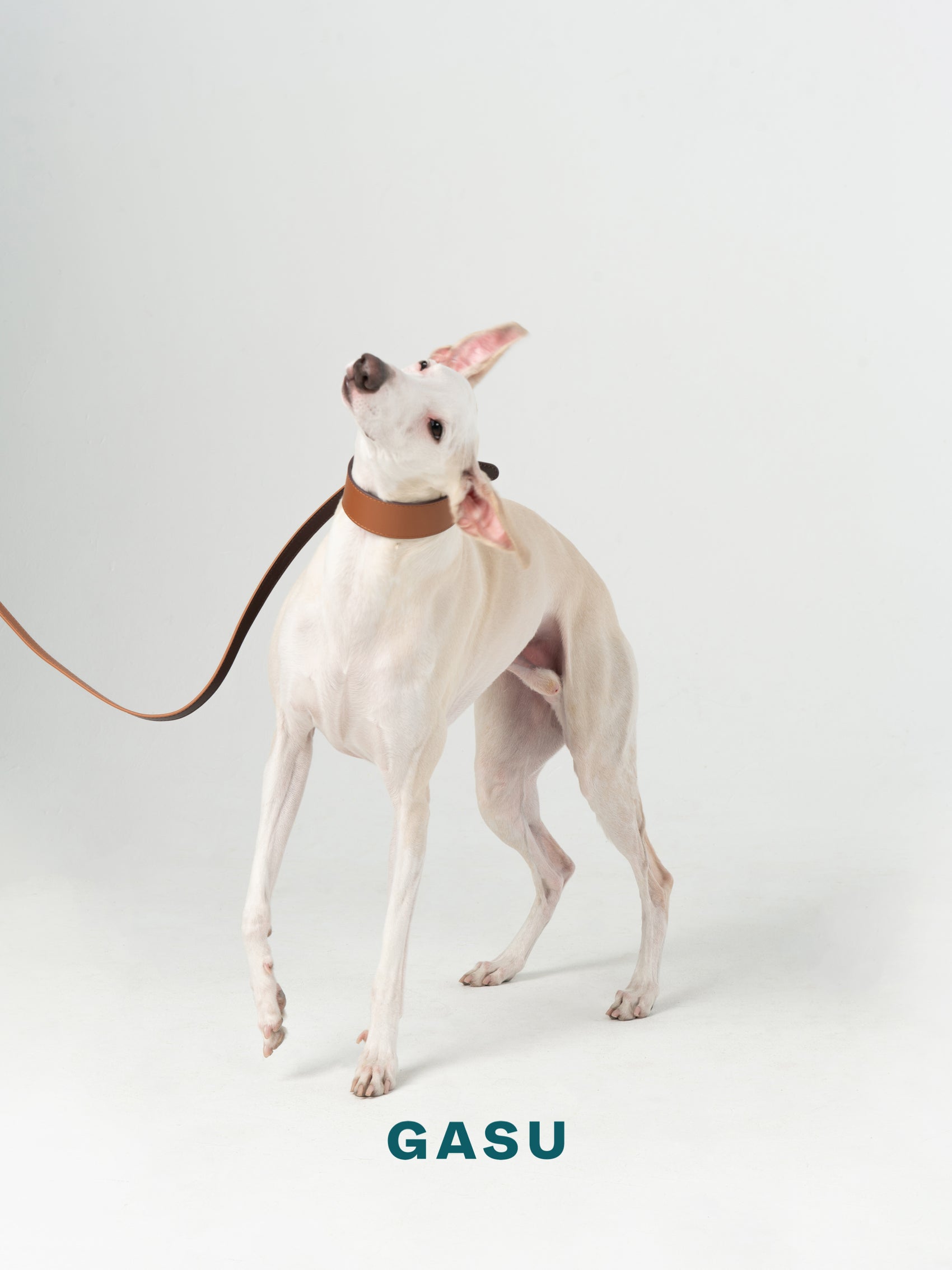 GASU Palette / [Leash] Leather Dog Leash