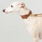 GASU Palette / [3.8cm Collar] Leather Dog Collar