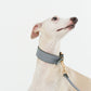 GASU Palette / [3.8cm Collar] Leather Dog Collar