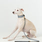 GASU Palette / [3.8cm Collar] Leather Dog Collar