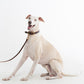 GASU Palette / [1.9cm Collar] Leather Dog Collar