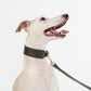 GASU Palette / [3.8cm Collar] Leather Dog Collar