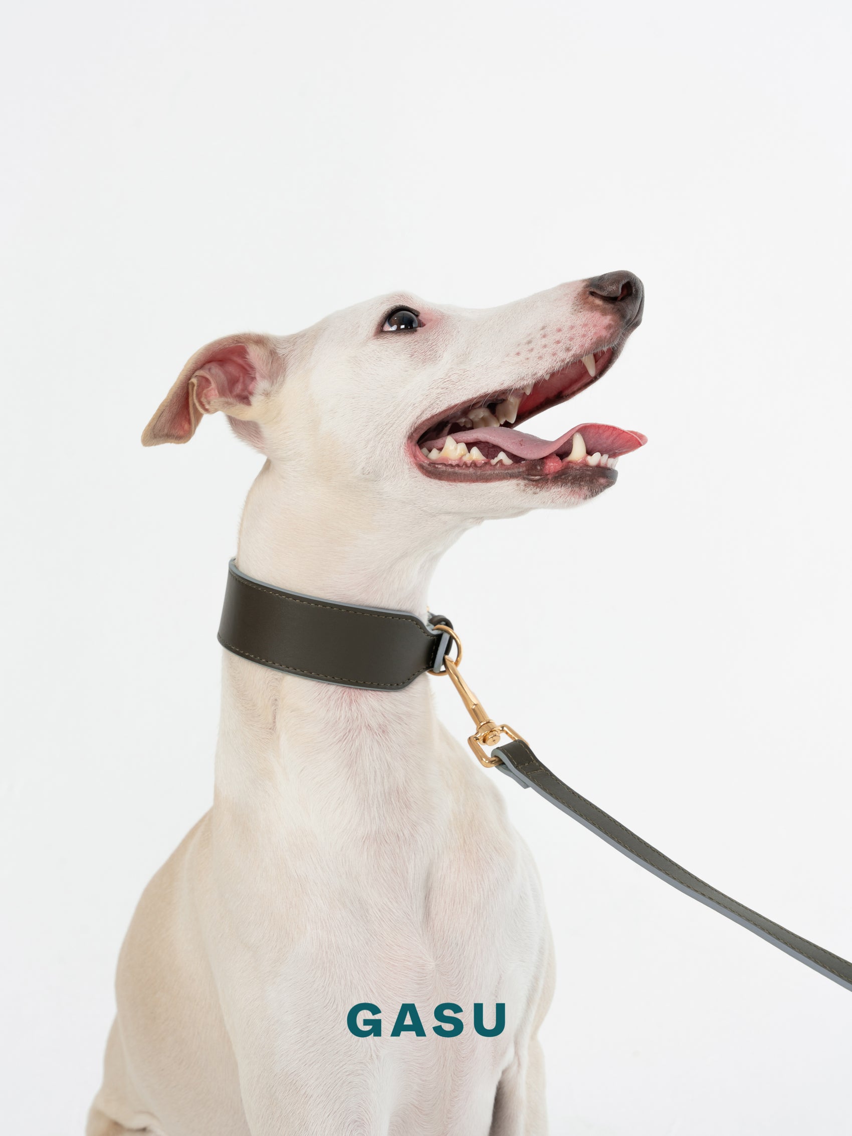 GASU Palette / [3.8cm Collar] Leather Dog Collar