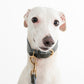 GASU Palette / [3.8cm Collar] Leather Dog Collar