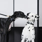 GASU Palette / [3.8cm Collar] Leather Dog Collar