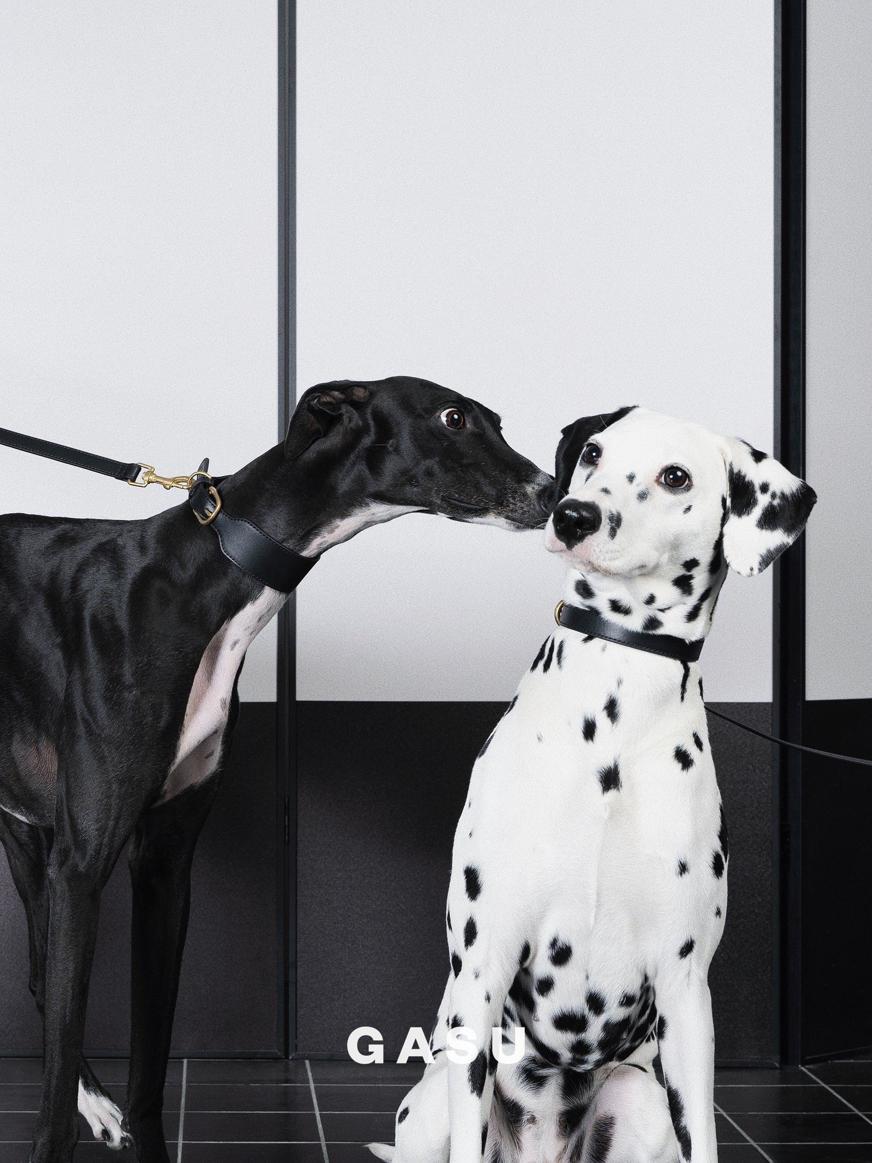 GASU Palette / [1.9cm Collar] Leather Dog Collar
