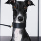 GASU Palette / [3.8cm Collar] Leather Dog Collar