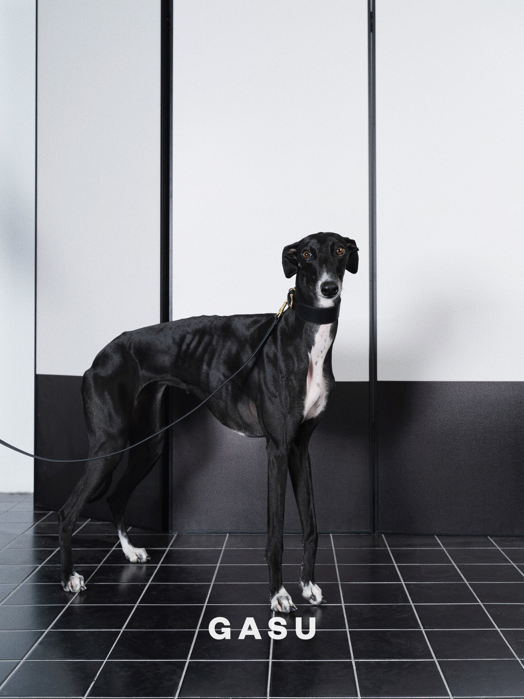 GASU Palette / [Leash] Leather Dog Leash