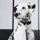 GASU Palette / [1.9cm Collar] Leather Dog Collar