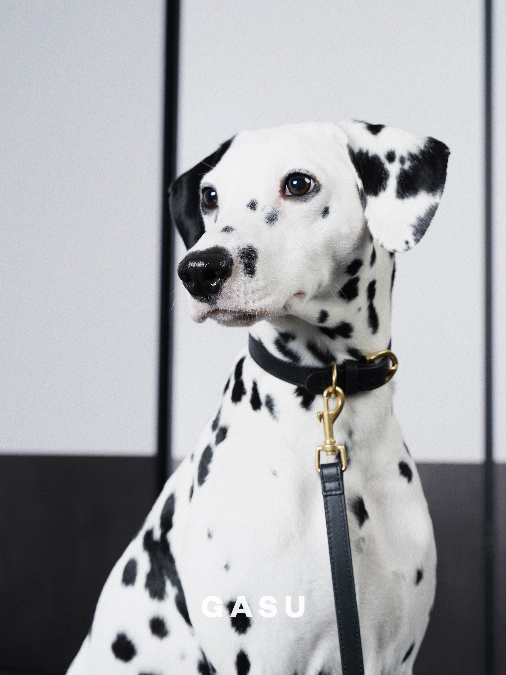 GASU Palette / [1.9cm Collar] Leather Dog Collar