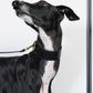 GASU Palette / [3.8cm Collar] Leather Dog Collar