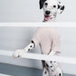 GASU Moi / [6 Colors] Cuttable 2-Sided Lazy Dog Tee