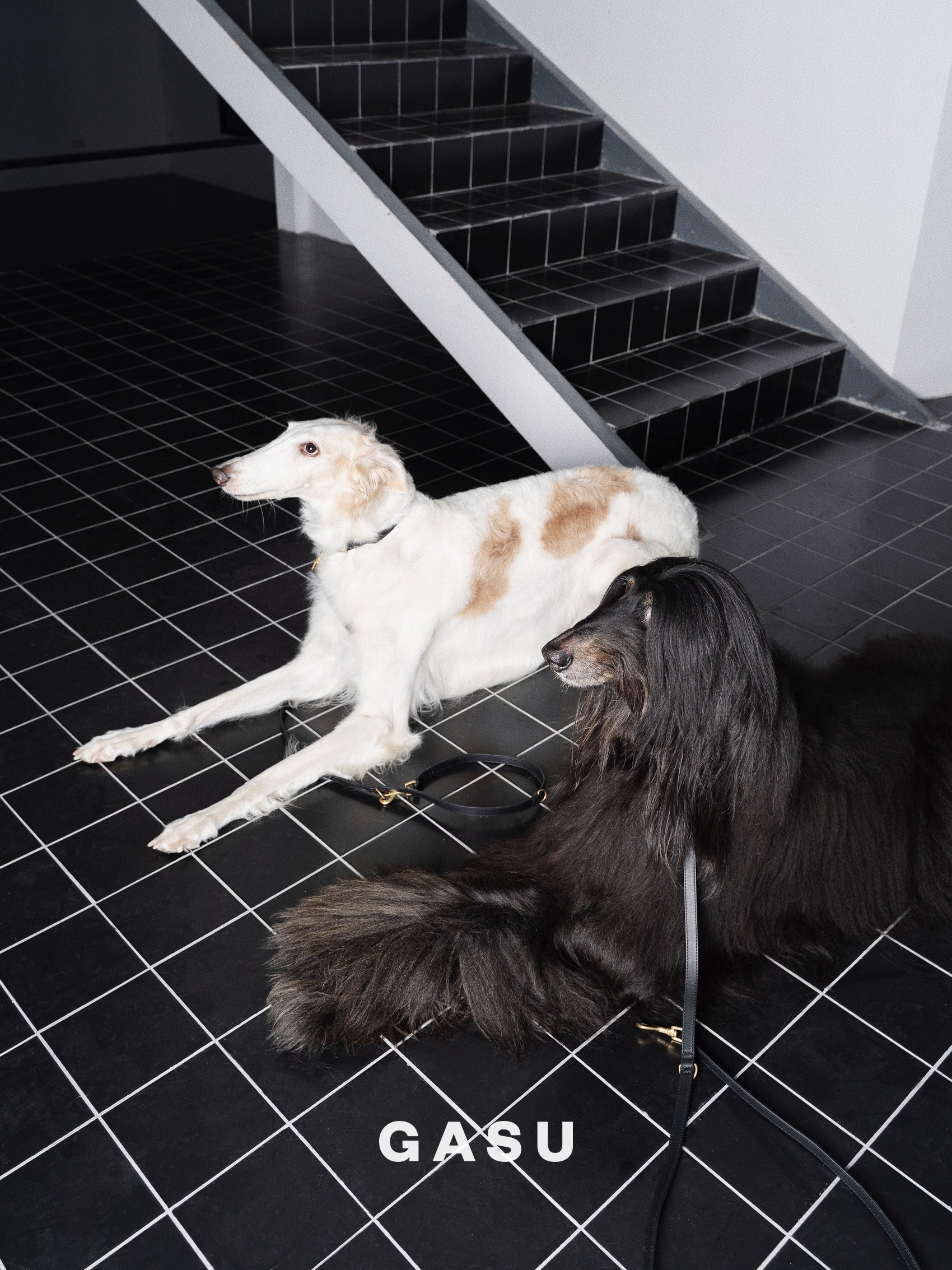GASU Palette / [1.9cm Collar] Leather Dog Collar