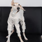 GASU Assembler / [Lucent White] 4-Leg Jumpsuit