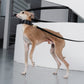 GASU Palette / [3.8cm Collar] Leather Dog Collar