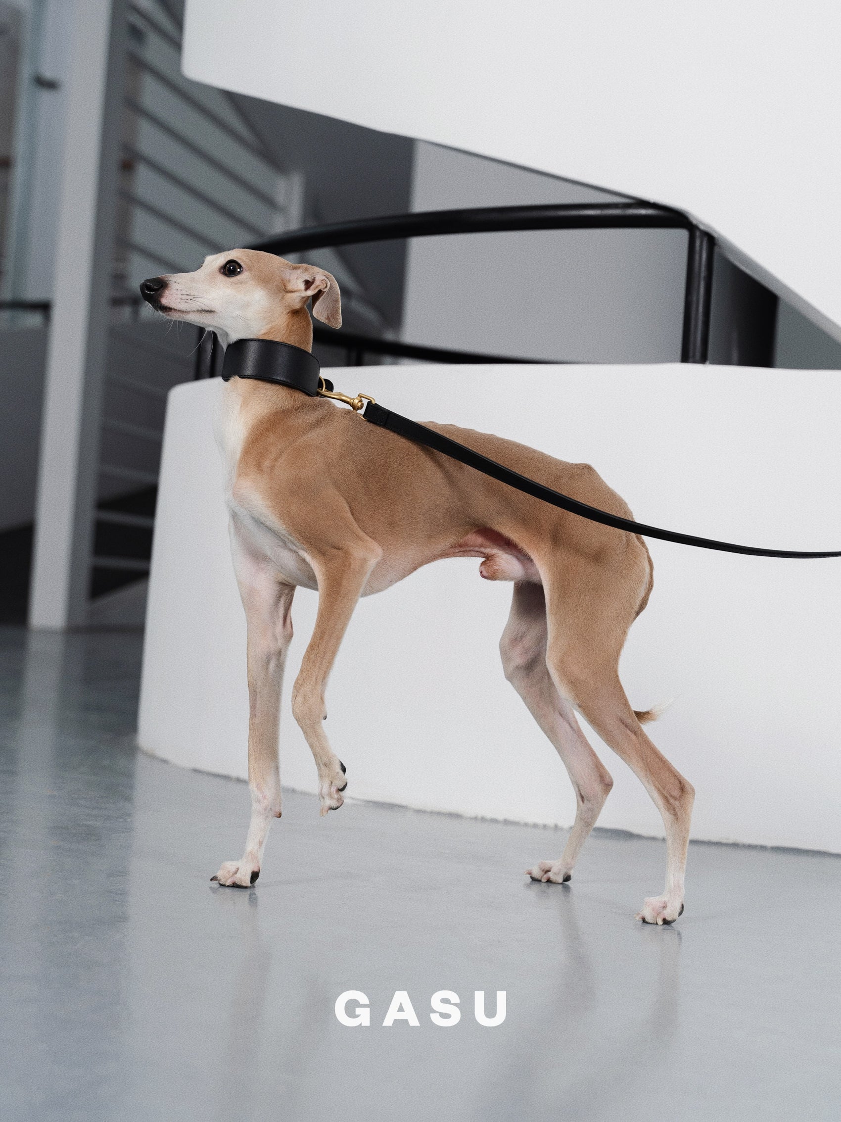 GASU Palette / [3.8cm Collar] Leather Dog Collar