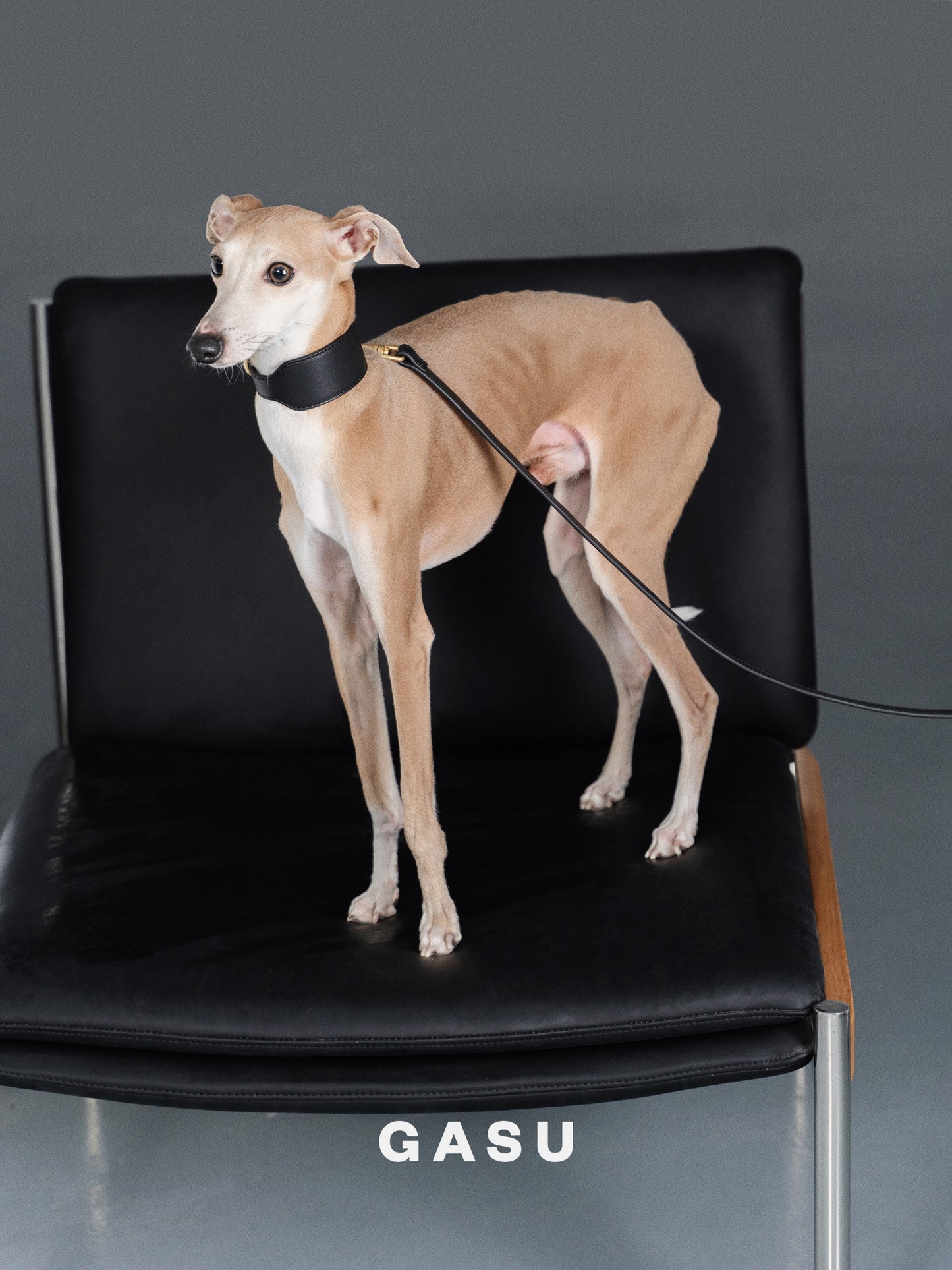 GASU Palette / [3.8cm Collar] Leather Dog Collar