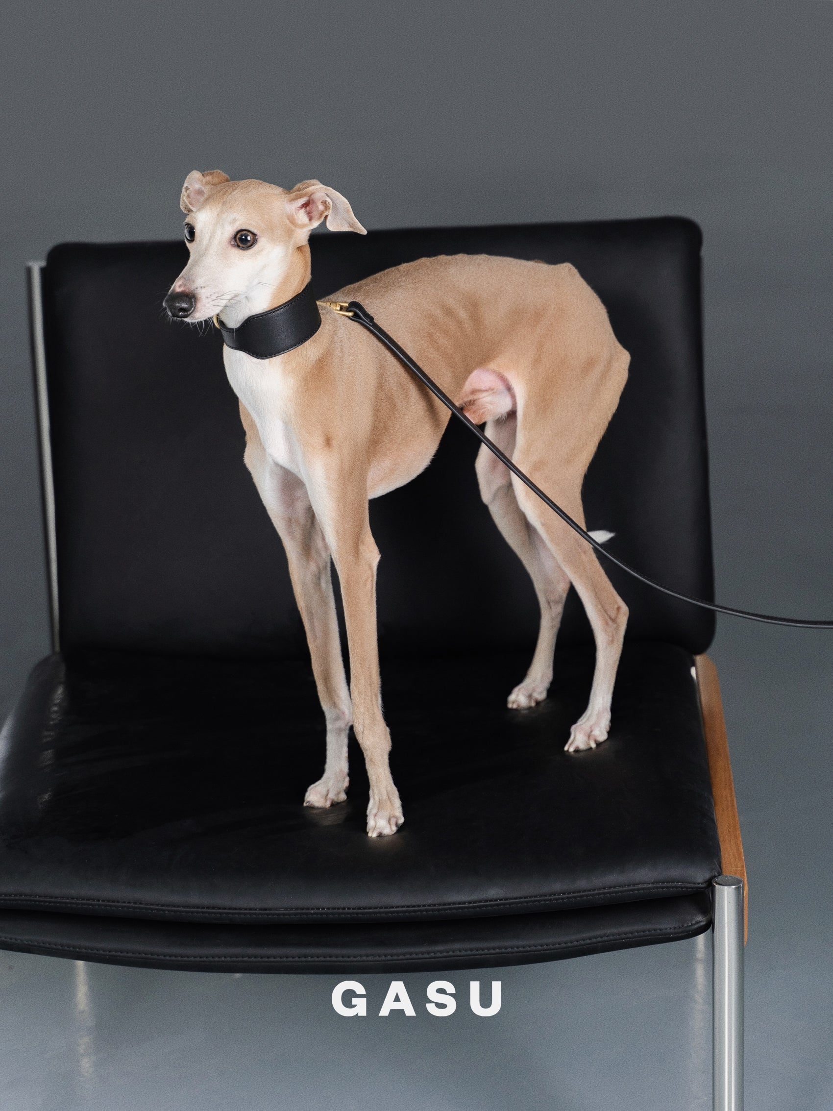 GASU Palette / [3.8cm Collar] Leather Dog Collar
